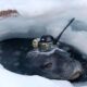 Seals help Japanese researchers collect data under Antarctic ice